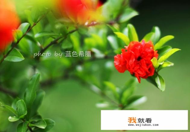 石榴花为什么不能送人？