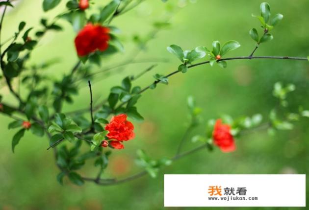 石榴花为什么不能送人？