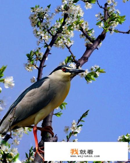 夜鹭可以吃吗？