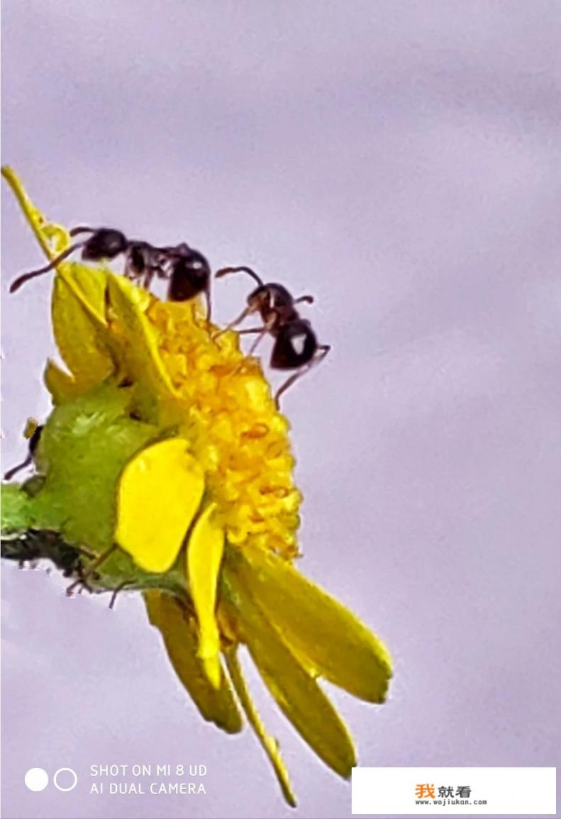 蚂蚁洞穴怎么拍摄的？