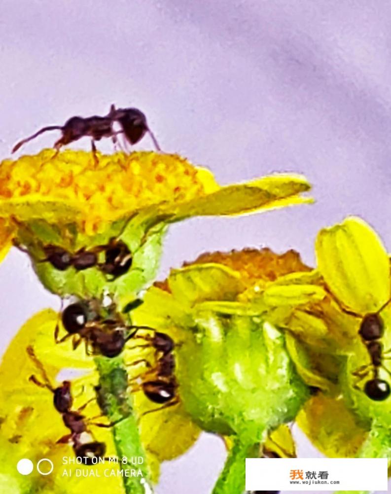 蚂蚁洞穴怎么拍摄的？