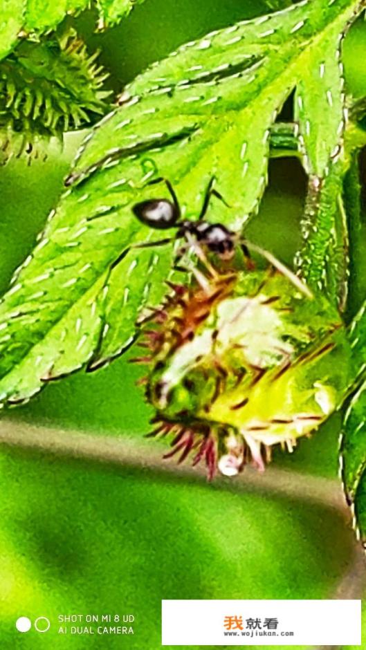 蚂蚁洞穴怎么拍摄的？