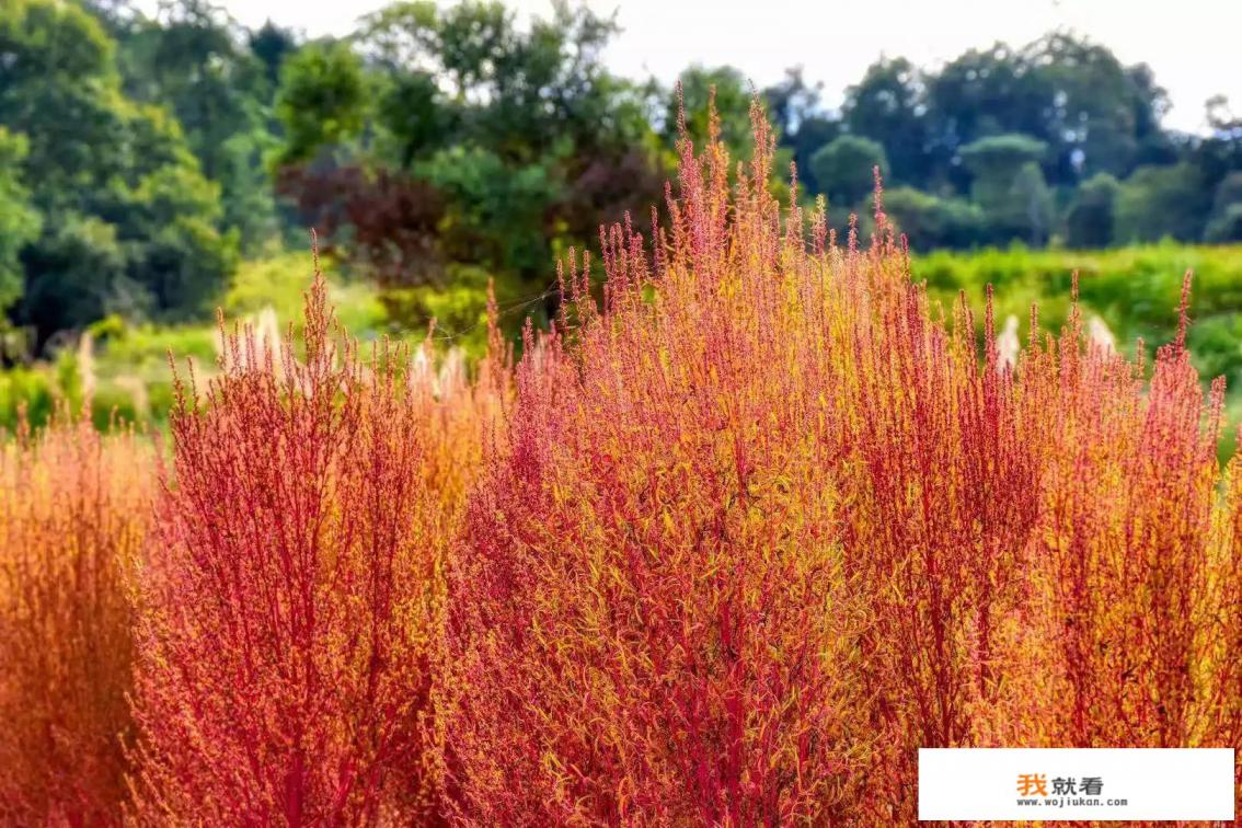 去云南腾冲，沪沽湖，普者黑，坝美，有什么好的攻略吗？