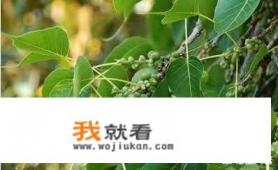 白色羽绒服洗完有大片的黄印怎么办？