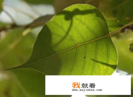 白色羽绒服洗完有大片的黄印怎么办？