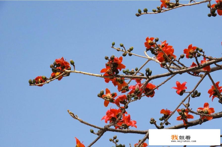 佳能PowerShotSX70HS，比入门级数码单反更好吗？