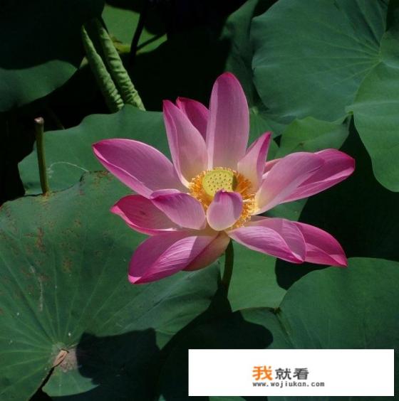 诺基亚1020就是一台垃圾!那么贵功能差的要死，后悔了被骗了？