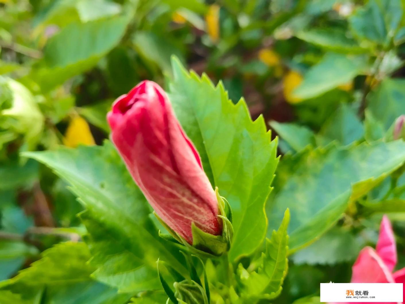 去月季花海拍照穿什么衣服好看? 去月季花海拍照穿什么衣服好看?