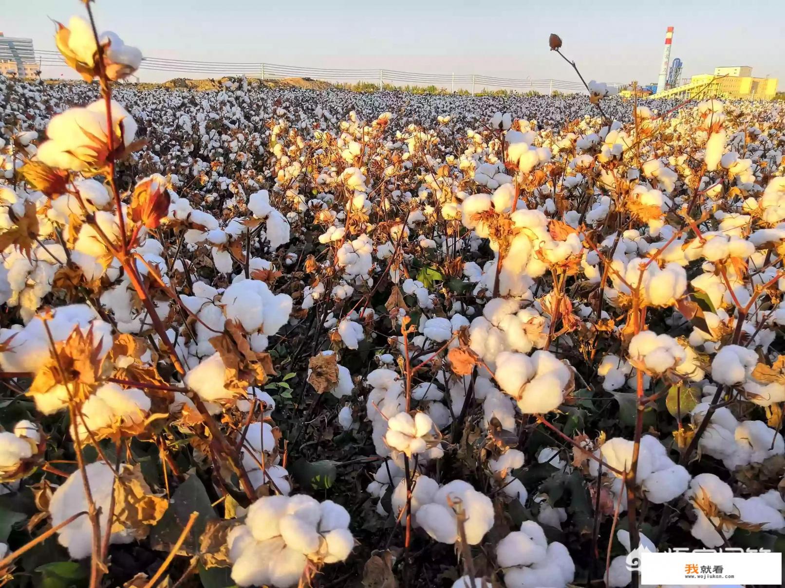 去伊犁或者阿克苏打短工怎么样,有没有活干? 去伊犁或者阿克苏打短工怎么样,有没有活干?