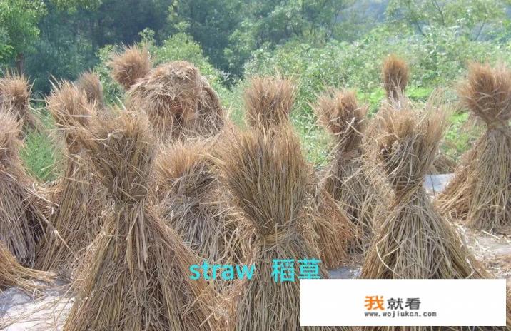 strawberry草莓求英文音标谢谢哦？