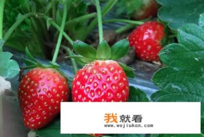 strawberry草莓求英文音标谢谢哦？
