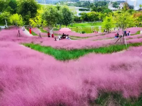 粉黛乱子草什么味道？