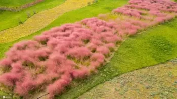 粉黛乱子草什么味道？