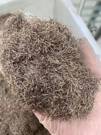 粉黛乱子草什么味道？