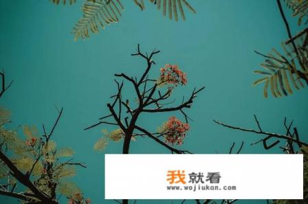 秋季国内哪里可以拍到很美的秋景？适合摄影出游的地方有哪些？