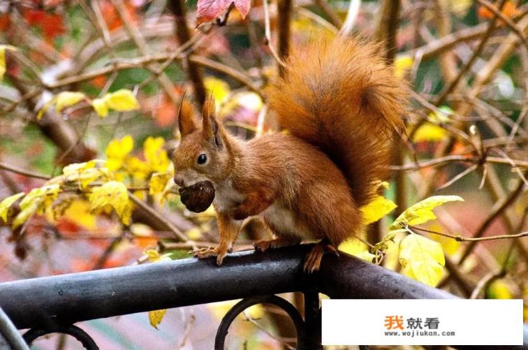 秋季国内哪里可以拍到很美的秋景？适合摄影出游的地方有哪些？