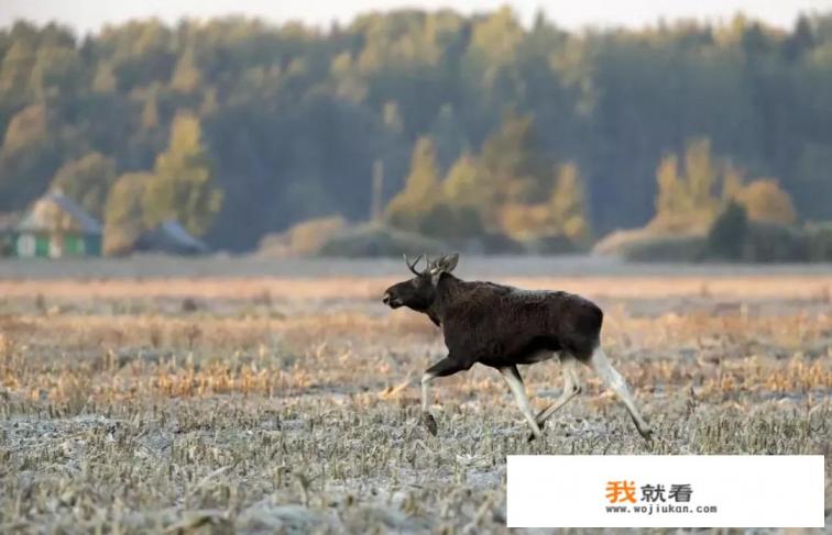 秋季国内哪里可以拍到很美的秋景？适合摄影出游的地方有哪些？