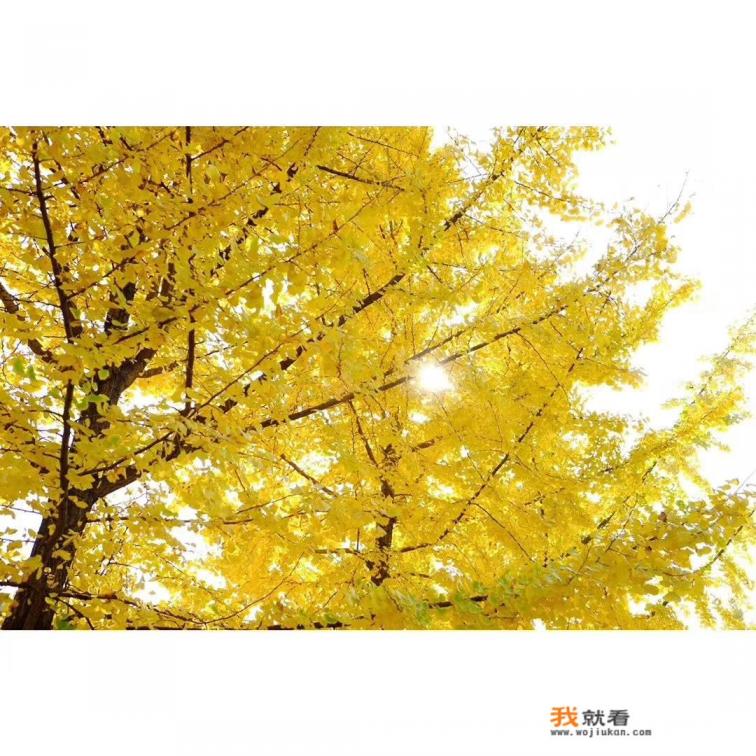 宜昌最好公园排名？