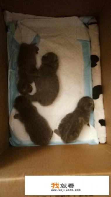 猫咪发情怎么办?猫思春发出婴儿哭,猫思春为什么要叫? 猫咪发情怎么办?猫思春发出婴儿哭,猫思春为什么要叫?