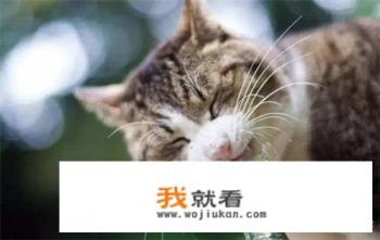 猫咪发情怎么办?猫思春发出婴儿哭,猫思春为什么要叫? 猫咪发情怎么办?猫思春发出婴儿哭,猫思春为什么要叫?