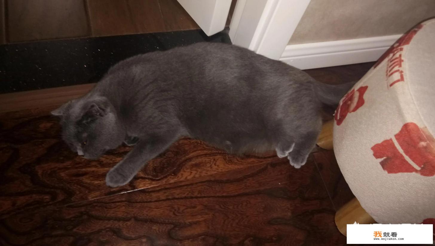 猫咪发情怎么办?猫思春发出婴儿哭,猫思春为什么要叫? 猫咪发情怎么办?猫思春发出婴儿哭,猫思春为什么要叫?