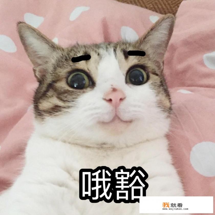 有哪些搞笑的猫咪表情包? 有哪些搞笑的猫咪表情包?