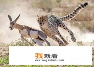 猎豹是国家保护动物吗？