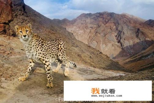 猎豹是国家保护动物吗？