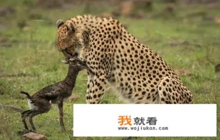 猎豹是国家保护动物吗？