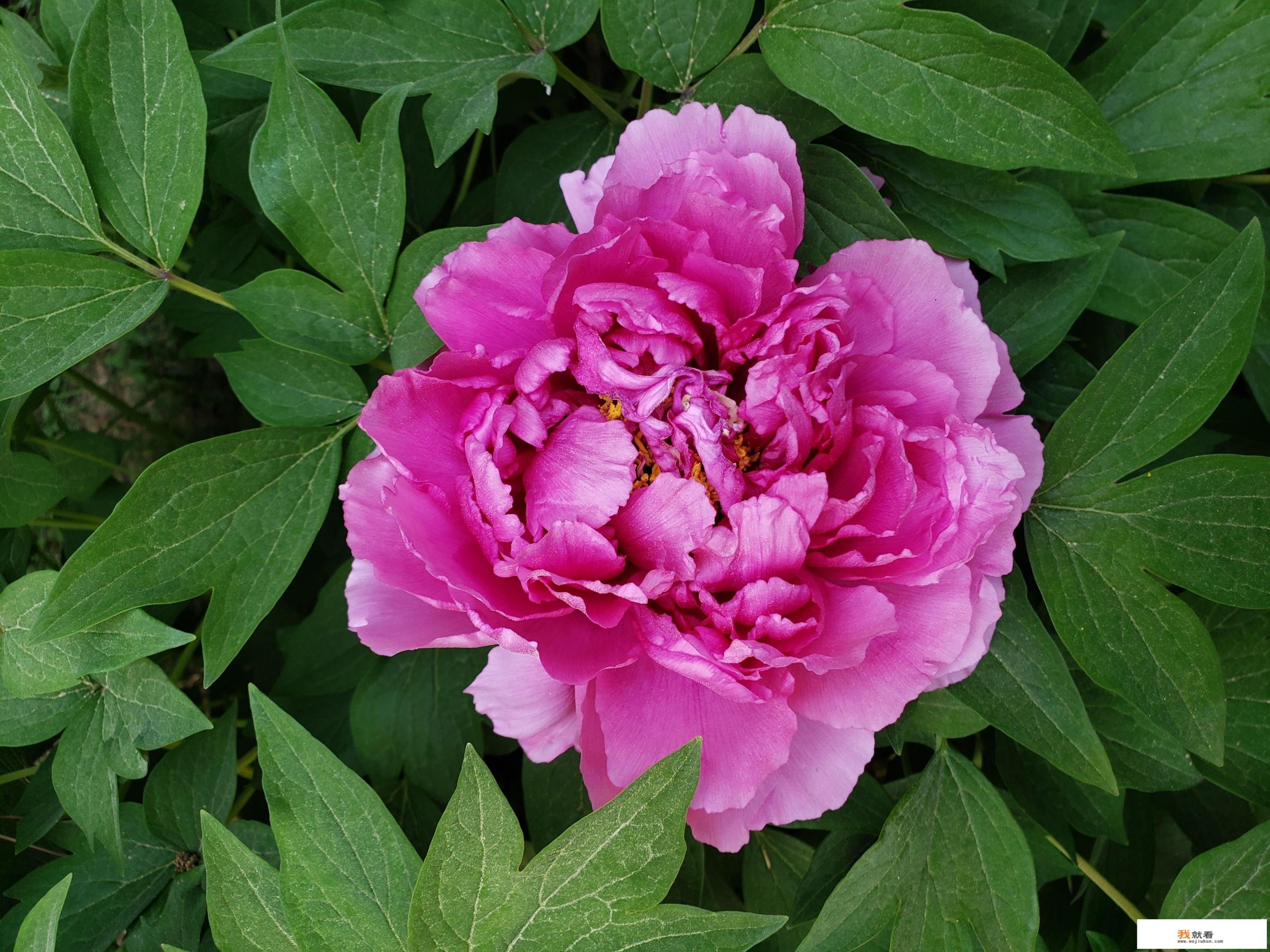 MD、NES、SFC、GBA这些都是什么游戏的简称菜鸟一个求指点? MD、NES、SFC、GBA这些都是什么游戏的简称菜鸟一个求指点?