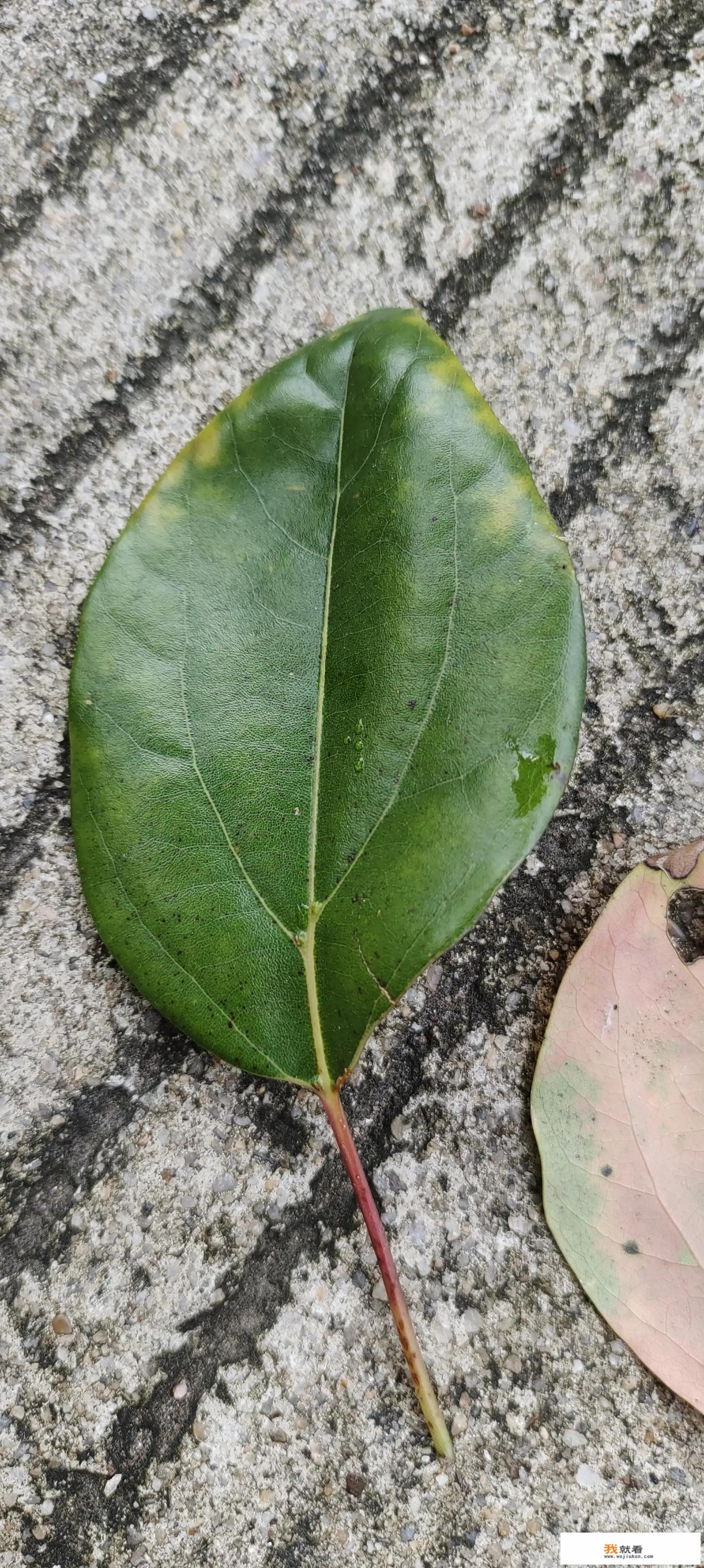 你觉得马化腾等网游开发商，会良心发现自己关闭网游吗？