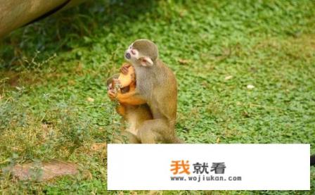 上海野生动物园游玩及住宿攻略？