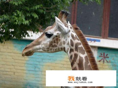 上海野生动物园游玩及住宿攻略？