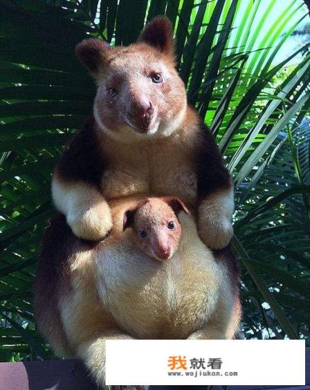 上海野生动物园游玩及住宿攻略？