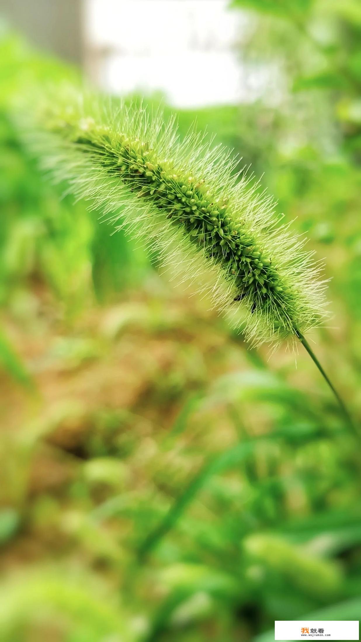 微视频怎么拍摄？