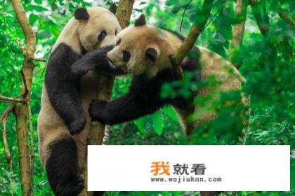 成都到邛崃天台山两日游？