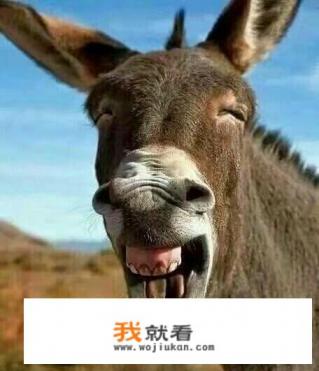 世界公认五大最强蛇？