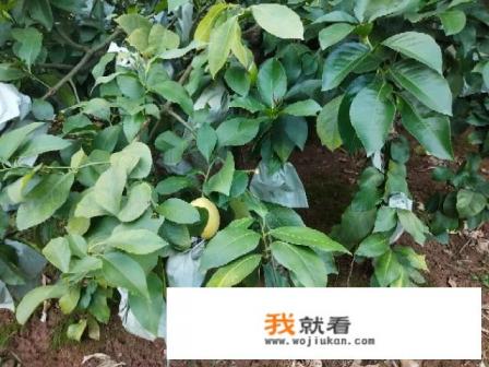 分地游戏规则？