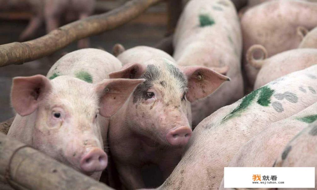 晚风的尽头是自由是什么意思? 晚风的尽头是自由是什么意思?