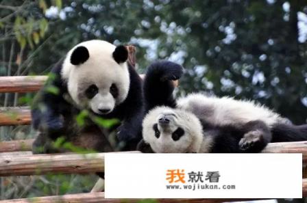 四川卧龙国家级自然保护区属于什么保护? 四川卧龙国家级自然保护区属于什么保护?