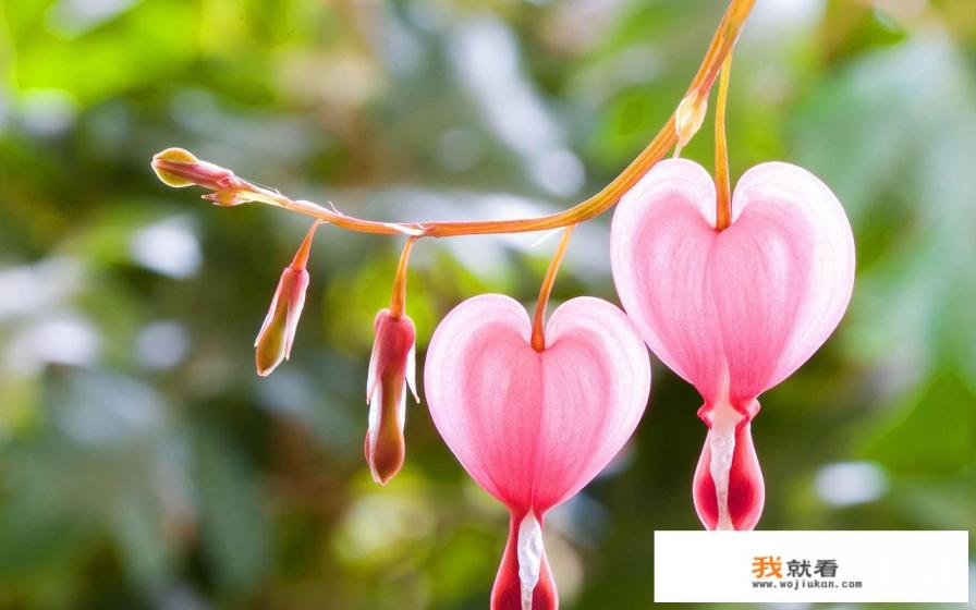 12属相是哪些? 12属相是哪些?