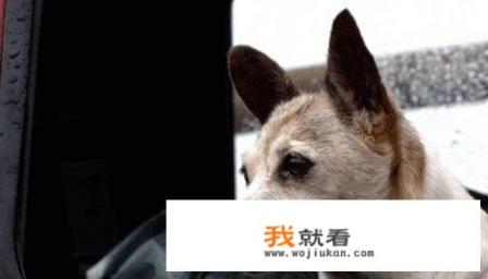 狗狗的品种怎么识别? 狗狗的品种怎么识别?