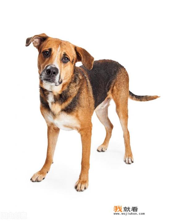 狗狗的品种怎么识别? 狗狗的品种怎么识别?