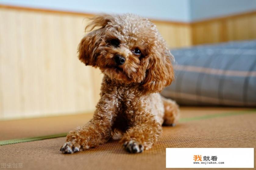 狗狗的品种怎么识别? 狗狗的品种怎么识别?