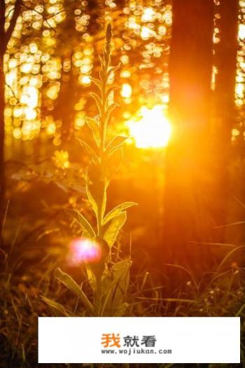 有什麽诗词可以形容夕阳很美的? 有什麽诗词可以形容夕阳很美的?