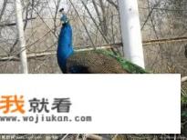 郑州市动物园？