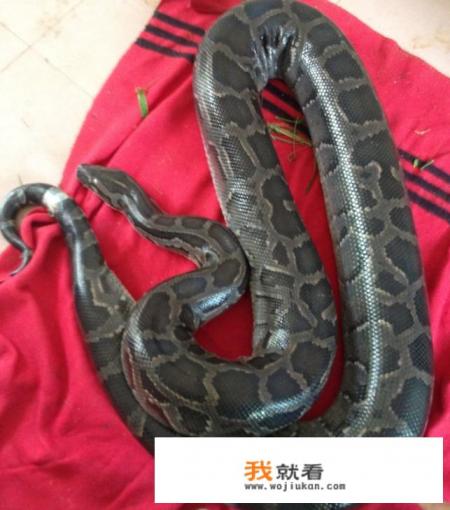 遇上蟒蛇缠身时,如果2手都握着2把锋利的刀,能脱身吗? 遇上蟒蛇缠身时,如果2手都握着2把锋利的刀,能脱身吗?