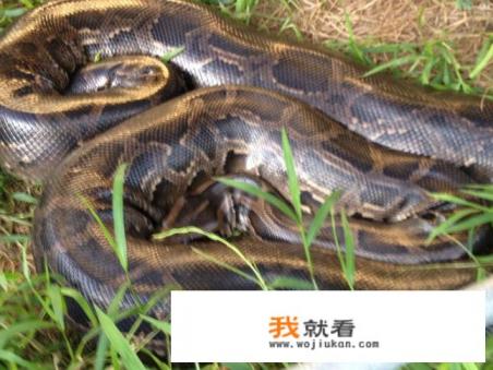 遇上蟒蛇缠身时,如果2手都握着2把锋利的刀,能脱身吗? 遇上蟒蛇缠身时,如果2手都握着2把锋利的刀,能脱身吗?