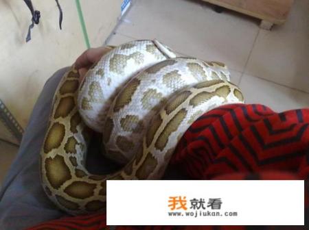 遇上蟒蛇缠身时,如果2手都握着2把锋利的刀,能脱身吗? 遇上蟒蛇缠身时,如果2手都握着2把锋利的刀,能脱身吗?