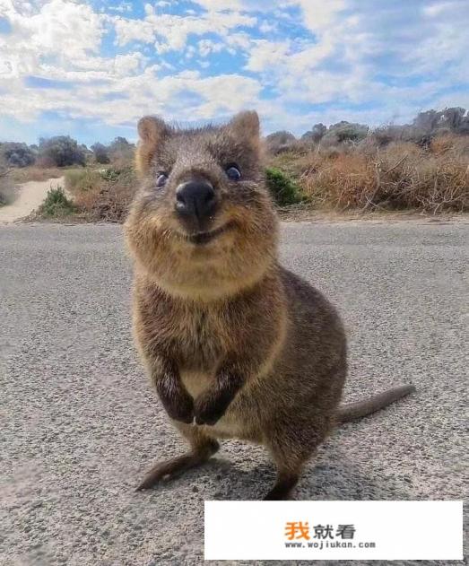 憨批的意思是什么? 憨批的意思是什么?